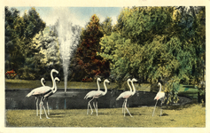 12086 Gezicht op de flamingovijver in Ouwehands Dierenpark aan de Grebbeweg te Rhenen, met enkele flamingo's.